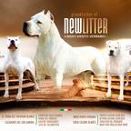 Dogo argentino