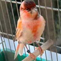 Canarino arlecchino maschio