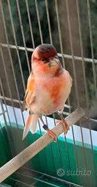 Canarino arlecchino maschio