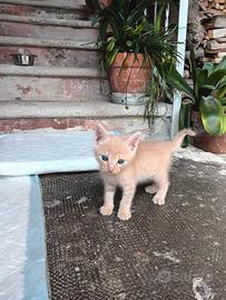 TRE SPLENDIDI GATTINI