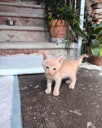 TRE SPLENDIDI GATTINI