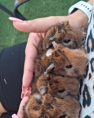 cavia peruviana