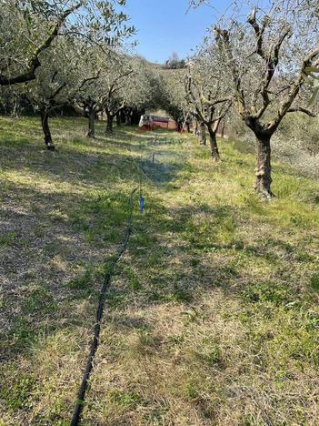 Azienda Agricola - Mezzane di Sotto