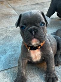 Cuccioli bulldog francese blu esotici