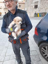 Installatore impianti elettrici civili