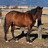 Cavallo espano arabo