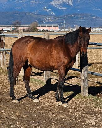 Cavallo espano arabo