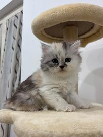 Disponibili cuccioli di persiano Normotipo