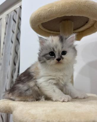 Disponibili cuccioli di persiano Normotipo
