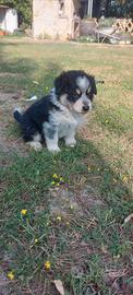 Pastore australiano/abruzzese