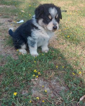 Pastore australiano/abruzzese