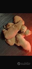 Cuccioli golden retriver americani con pedigree