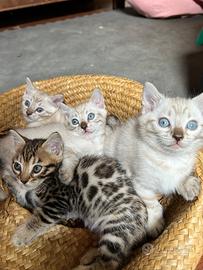 Gatti del bengala