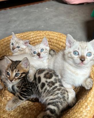 Gatti del bengala