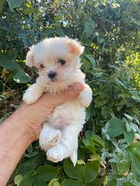 Maltesi coreani mini