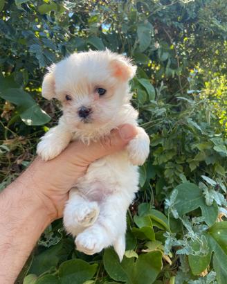 Maltesi coreani mini