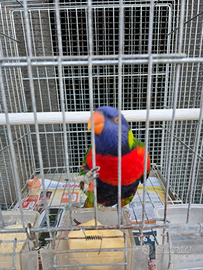Lory arcobaleno