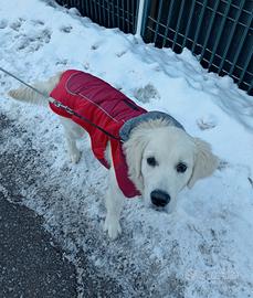 Cappotto cane taglia media, impermeabile 