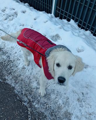 Cappotto cane taglia media, impermeabile 