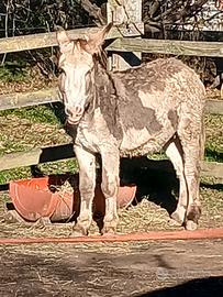 Asino pezzato