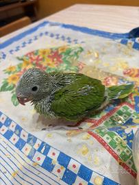 Parrocchetto del collare