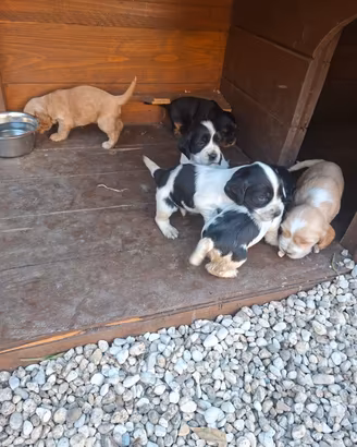 Cuccioli di cocker