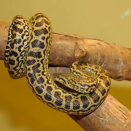Anaconda Gialla