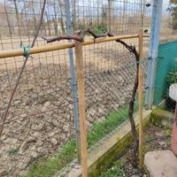 Pianta di Uva fragola 