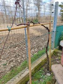 Pianta di Uva fragola 