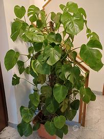 Monstera deliciosa