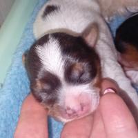 Yorkshire biewer terrier