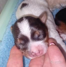 Yorkshire biewer terrier