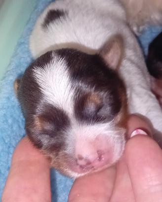 Yorkshire biewer terrier