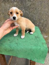 Gringo (maltese x pinscher)