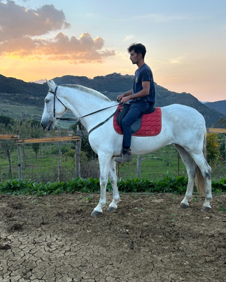 Cavalla