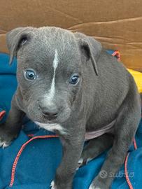 Cucciolo Pitbull