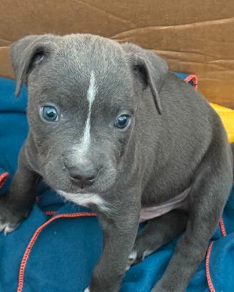Cucciolo Pitbull