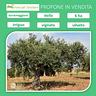 sei-ettari-vigneto-oliveto-localita-stella