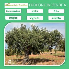 Sei ettari vigneto oliveto, località stella