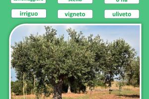 Sei ettari vigneto oliveto, località stella