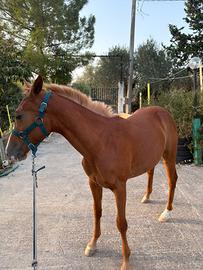 Puledra quartor