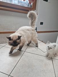 Gatti Sacro di Brimania 4 anni