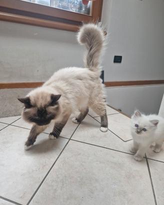 Gatti Sacro di Brimania 4 anni