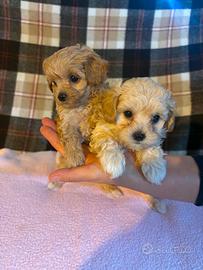 Maltipoo
