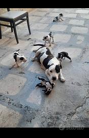 Amstaff