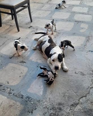 Amstaff