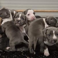Amstaff blue cuccioli - disponibili dal 10 aprile