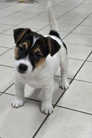 Cucciolo Jack Russell Terrier