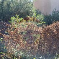 Terreno Edificabile - Paternò