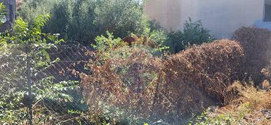 Terreno Edificabile - Paternò